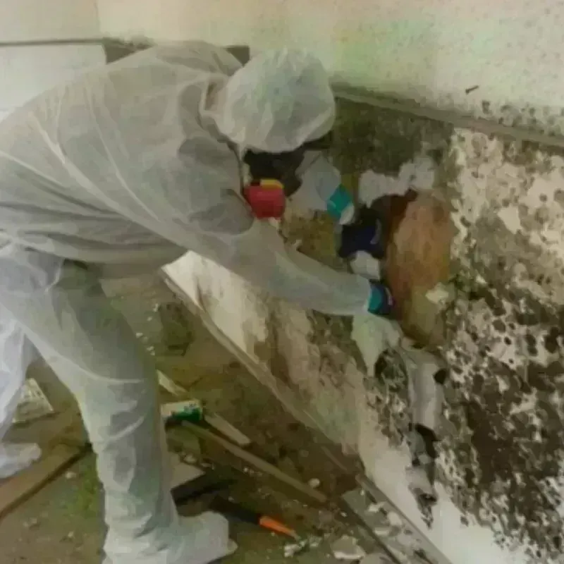 Mold Remediation and Removal in New Shoreham, RI